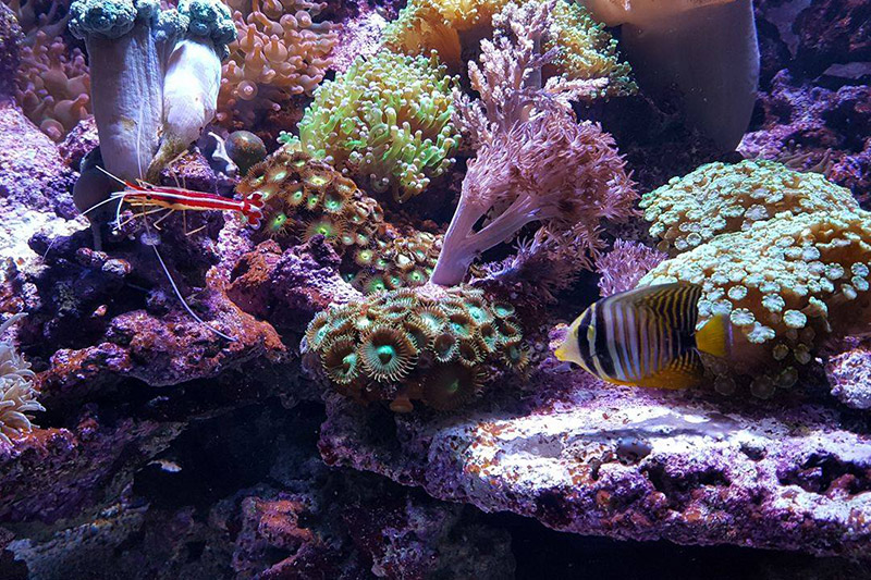 Korály v našem Mořském světě